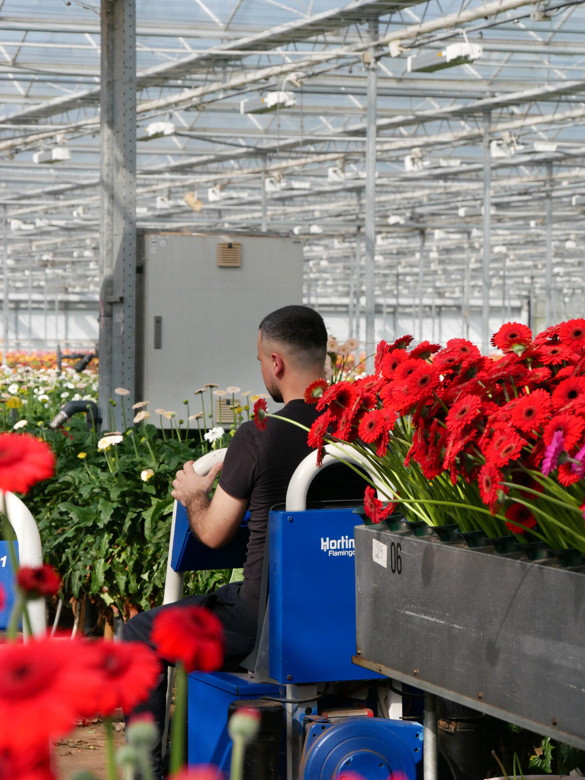 Bedrijfsleider Den Houter Gerbera Waddinxveen