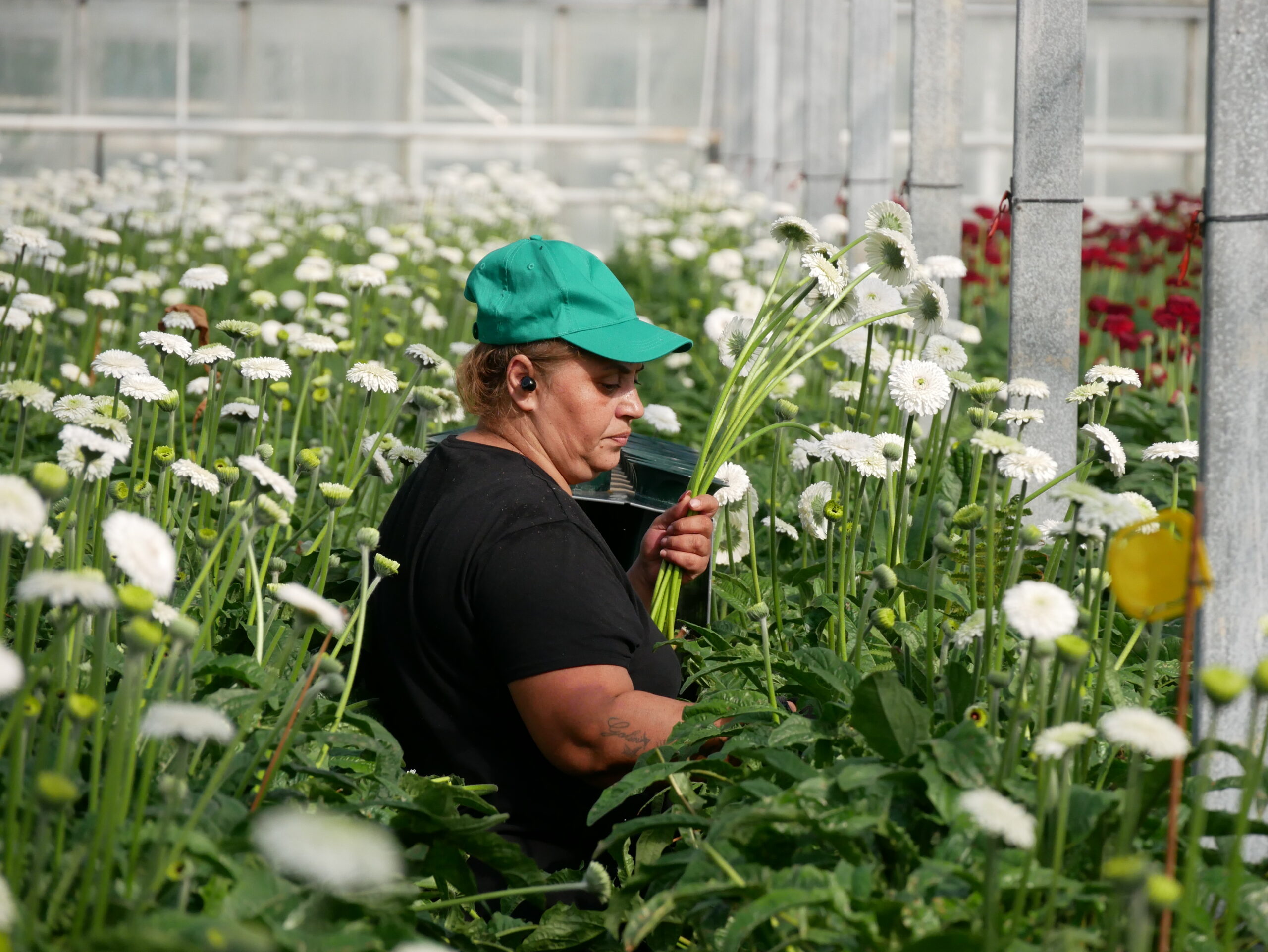 Gerbera kwekerij Den Houter Gerbera Waddinxveen – oogstmedewerkers gezocht