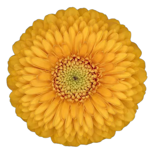 Honeydew