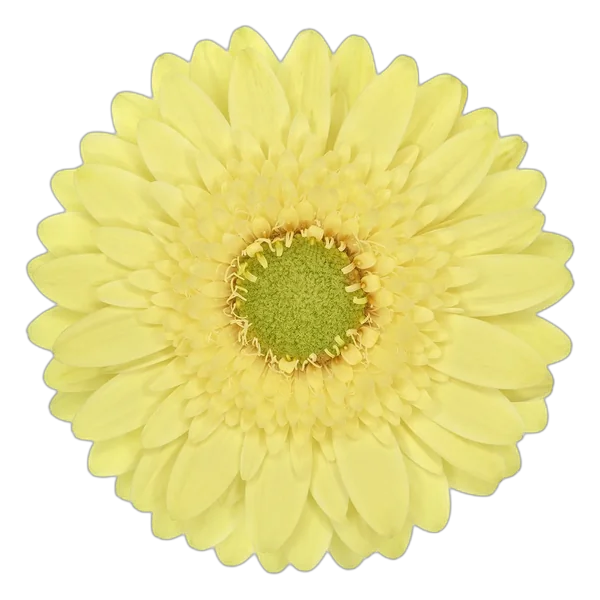 Lemon Lime