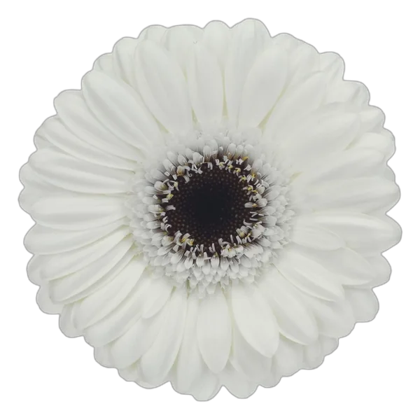 Lido