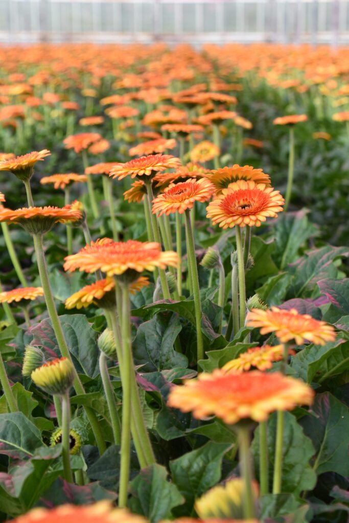Gerbera kwekerij Den Houter Gerbera Waddinxveen - oogstmedewerkers gezocht